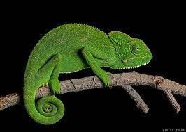 Adaptation in Animals - 2 Class 6 Worksheet Science