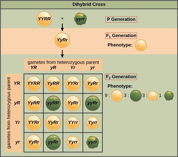 Mendel`s Dihybrid Cross Experiment
