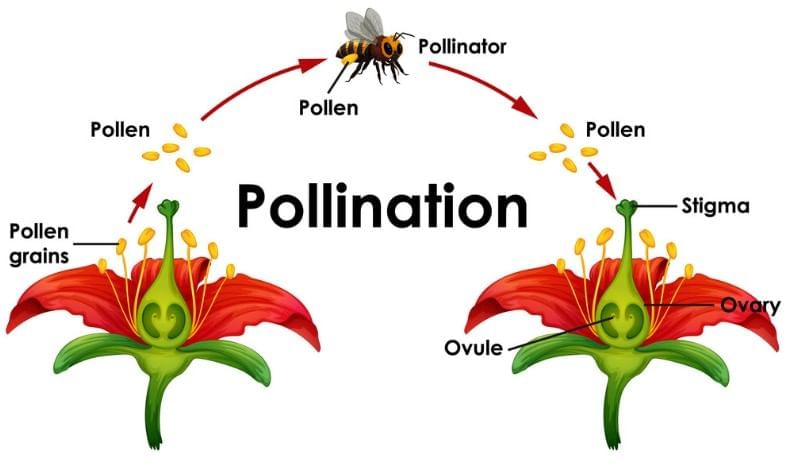 How Nature Works in Harmony Chapter Notes | Chapter Notes For Class 8
