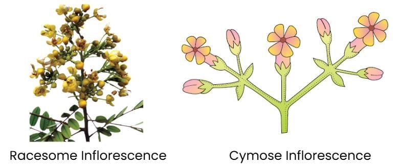 Cheat Sheet: Morphology of Flowering Plants | Biology Class 11 - NEET
