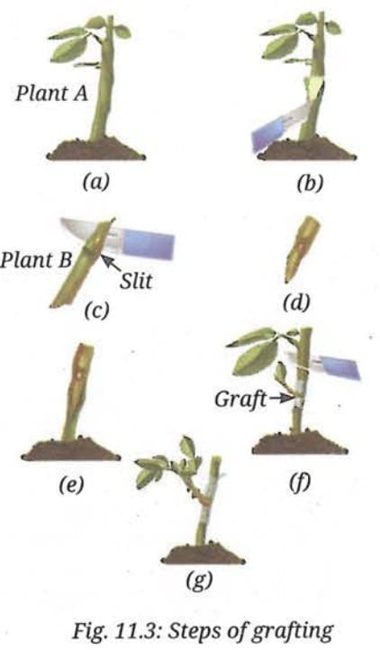11.1.1 How is vegetative propagation in plants helpful in agriculture?