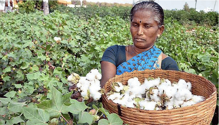 Cotton farmer in Kurnool