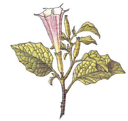 Flowering Branch of Datura