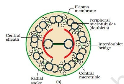 4.1 Definition and Composition