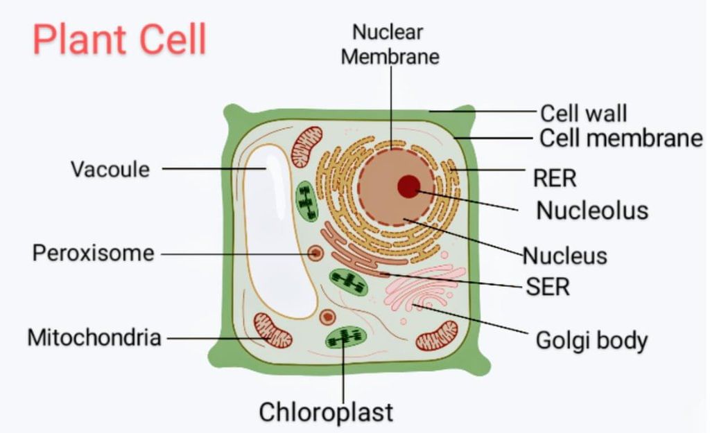 Class 8 Science: Sample Paper Solutions- 1 | Sample Papers For Class 8