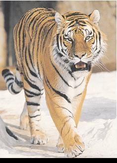 Mrs. Packletide`s Tiger Summary Class 10 Literature Reader Chapter 2