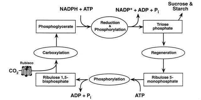 Dark Reactions of Photosynthesis