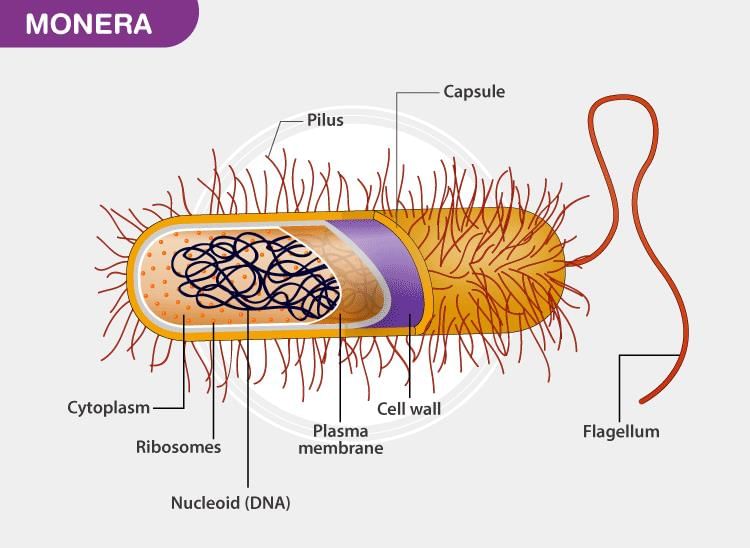 NCERT Exemplar: Biological Classification - 2 | NCERT Exemplar & Revision Notes for NEET