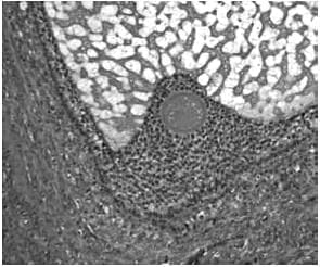 Folliculogenesis and the `Follicular Phase`