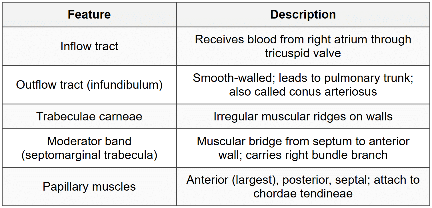 3.3.2 Right Ventricle