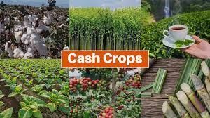 Agriculture - 1 Class 4 Worksheet SST