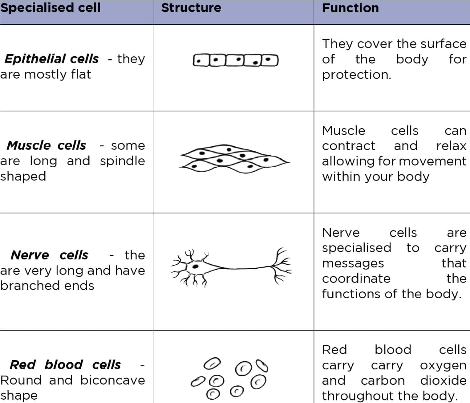 Cells differ in shape and size