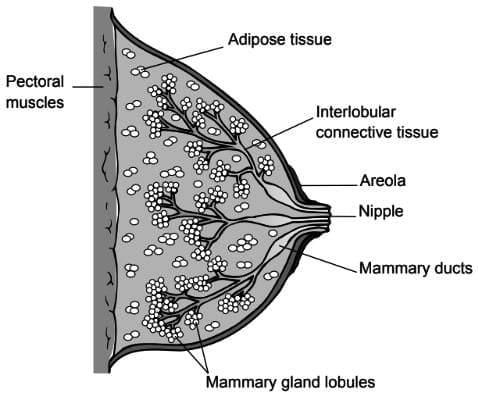 Physiology of Lactation