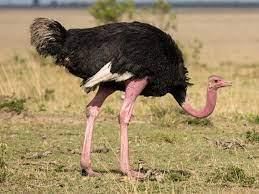 Ostrich