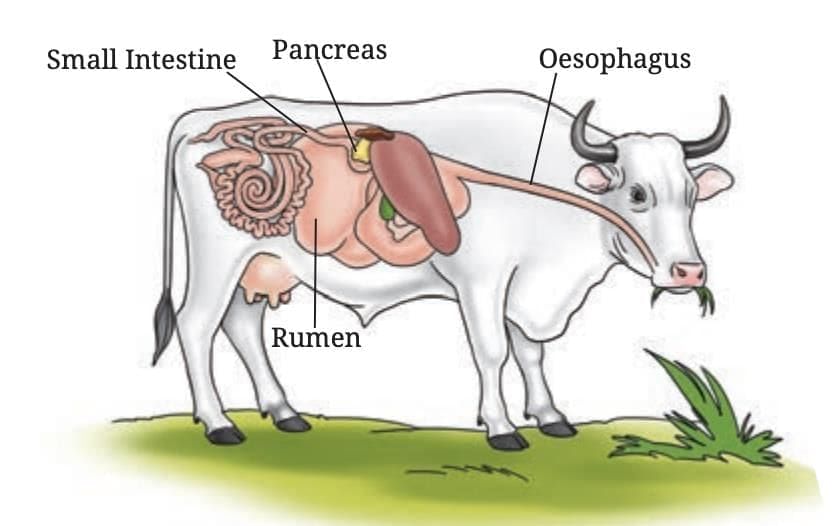 Life Processes in Animals Class 7 Notes Science Chapter 9 Free PDF