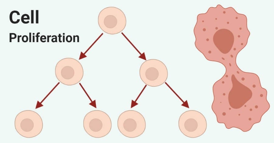 Cell Types and Proliferative Capacity