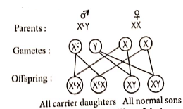 NEET Previous Year Questions(2016-25): Principles of Inheritance & Variation | Biology Class 12