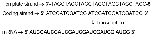 NEET Previous Year Questions(2016-25): Molecular Basis of Inheritance | Biology Class 12