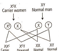 NEET Previous Year Questions(2016-25): Principles of Inheritance & Variation | Biology Class 12