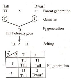 NEET Previous Year Questions(2016-25): Principles of Inheritance & Variation | Biology Class 12