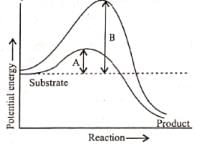 NEET Previous Year Questions (2016-2025): Biomolecules | Biology Class 11