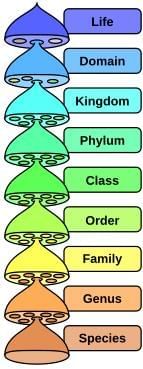 History, Taxonomy, Morphology and Physiology of Bacteria and Microbial Pathogenicity Chapter Notes | Microbiology - NEET PG