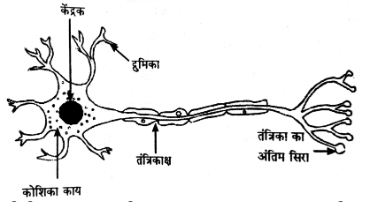 तन्त्रिकीय नियन्त्रण एवं समन्वय (Neural Control & Coordination) NCERT Solutions | NCERT Textbooks in Hindi (Class 6 to Class 12) - CTET & State TET