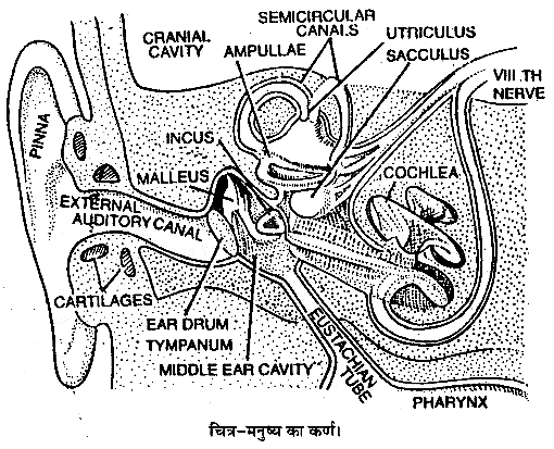 तन्त्रिकीय नियन्त्रण एवं समन्वय (Neural Control & Coordination) NCERT Solutions | NCERT Textbooks in Hindi (Class 6 to Class 12) - CTET & State TET