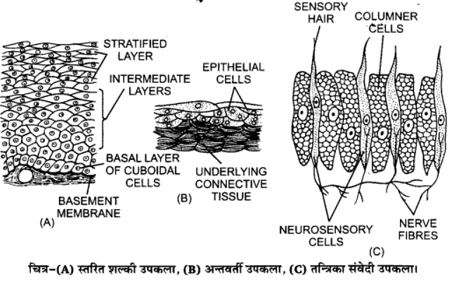 प्राणियों में संरचनात्मक संगठन (Structural Organisation in Animals) NCERT Solutions | NCERT Textbooks in Hindi (Class 6 to Class 12) - CTET & State TET