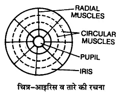 तन्त्रिकीय नियन्त्रण एवं समन्वय (Neural Control & Coordination) NCERT Solutions | NCERT Textbooks in Hindi (Class 6 to Class 12) - CTET & State TET