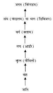 जीव जगत (The Living World) NCERT Solutions | NCERT Textbooks in Hindi (Class 6 to Class 12) - CTET & State TET