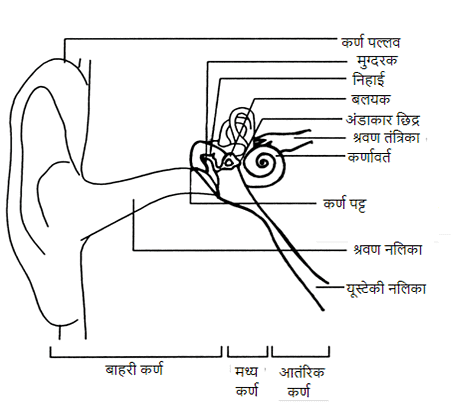 ध्वनि (Sound) NCERT Solutions | NCERT Textbooks in Hindi (Class 6 to Class 12) - CTET & State TET
