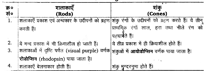 तन्त्रिकीय नियन्त्रण एवं समन्वय (Neural Control & Coordination) NCERT Solutions | NCERT Textbooks in Hindi (Class 6 to Class 12) - CTET & State TET