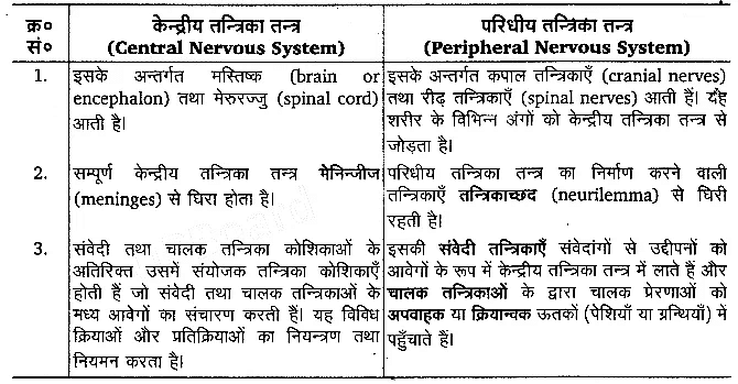 तन्त्रिकीय नियन्त्रण एवं समन्वय (Neural Control & Coordination) NCERT Solutions | NCERT Textbooks in Hindi (Class 6 to Class 12) - CTET & State TET