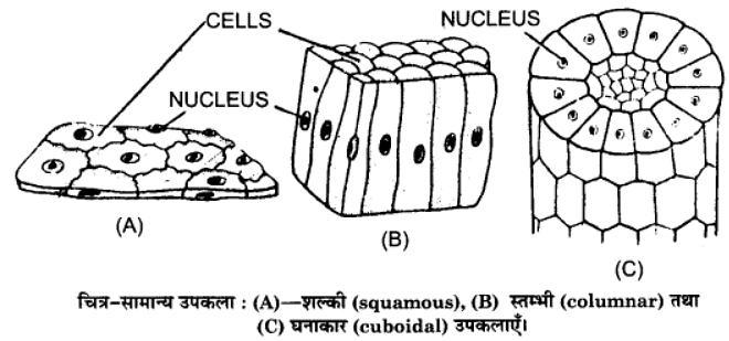 प्राणियों में संरचनात्मक संगठन (Structural Organisation in Animals) NCERT Solutions | NCERT Textbooks in Hindi (Class 6 to Class 12) - CTET & State TET
