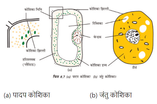कोशिका – संरचना एवं प्रकार्य (Cell Structure & Functions) NCERT Solutions | NCERT Textbooks in Hindi (Class 6 to Class 12) - CTET & State TET