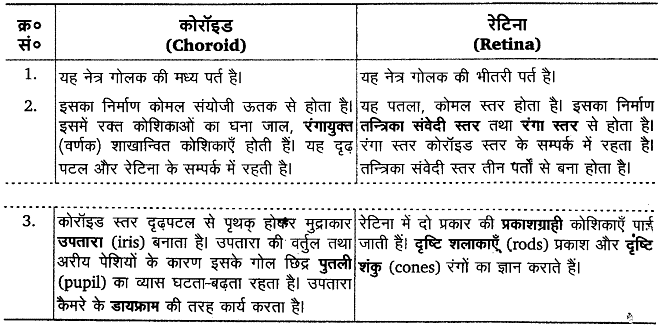 तन्त्रिकीय नियन्त्रण एवं समन्वय (Neural Control & Coordination) NCERT Solutions | NCERT Textbooks in Hindi (Class 6 to Class 12) - CTET & State TET