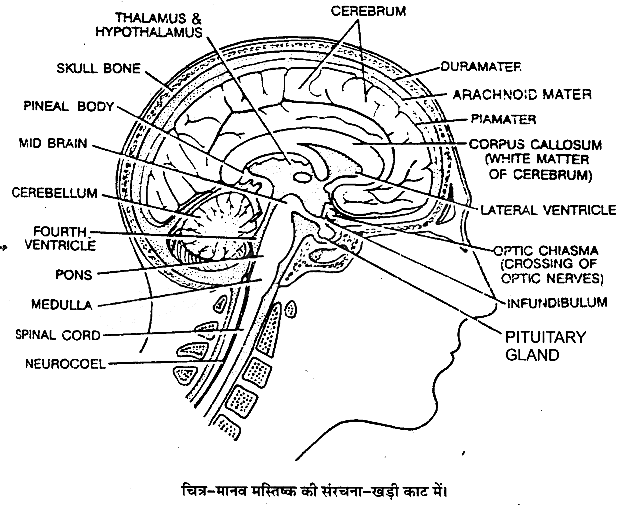 तन्त्रिकीय नियन्त्रण एवं समन्वय (Neural Control & Coordination) NCERT Solutions | NCERT Textbooks in Hindi (Class 6 to Class 12) - CTET & State TET