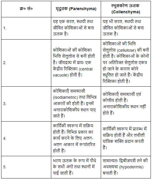 पुष्पी पादपों का शारीर (Anatomy of Flowering Plants) NCERT Solutions | NCERT Textbooks in Hindi (Class 6 to Class 12) - CTET & State TET