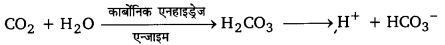 श्वसन और गैसों का विनिमय (Breathing & Exchange of Gases) NCERT Solutions | NCERT Textbooks in Hindi (Class 6 to Class 12) - CTET & State TET