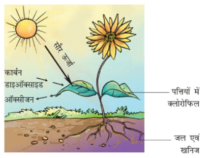 पादपों में पोषण (Nutrition in Plants) NCERT Solutions | NCERT Textbooks in Hindi (Class 6 to Class 12) - CTET & State TET