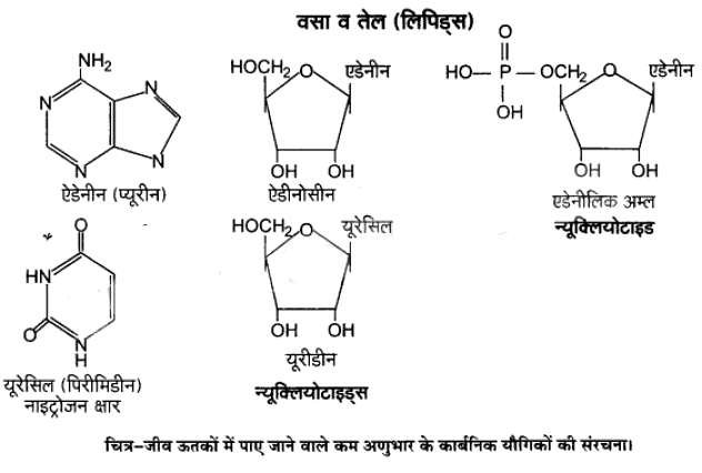 - जैव अणु (Biomolecules) NCERT Solutions | NCERT Textbooks in Hindi (Class 6 to Class 12) - CTET & State TET