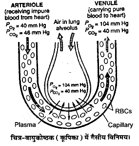श्वसन और गैसों का विनिमय (Breathing & Exchange of Gases) NCERT Solutions | NCERT Textbooks in Hindi (Class 6 to Class 12) - CTET & State TET