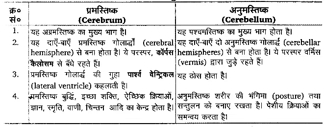 तन्त्रिकीय नियन्त्रण एवं समन्वय (Neural Control & Coordination) NCERT Solutions | NCERT Textbooks in Hindi (Class 6 to Class 12) - CTET & State TET