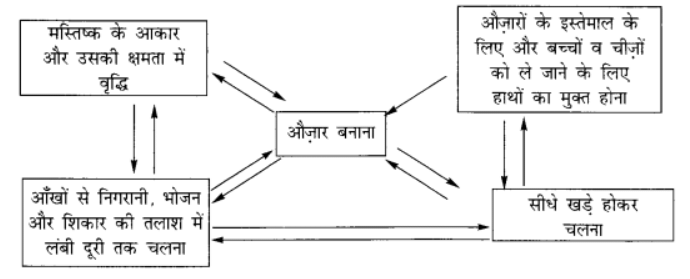 प्रारंभिक समाज (From the Beginning of Time) NCERT Solutions | NCERT Textbooks in Hindi (Class 6 to Class 12) - CTET & State TET