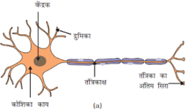 नियंत्रण एवं समन्वय (Control & Coordination) NCERT Solutions | NCERT Textbooks in Hindi (Class 6 to Class 12) - CTET & State TET