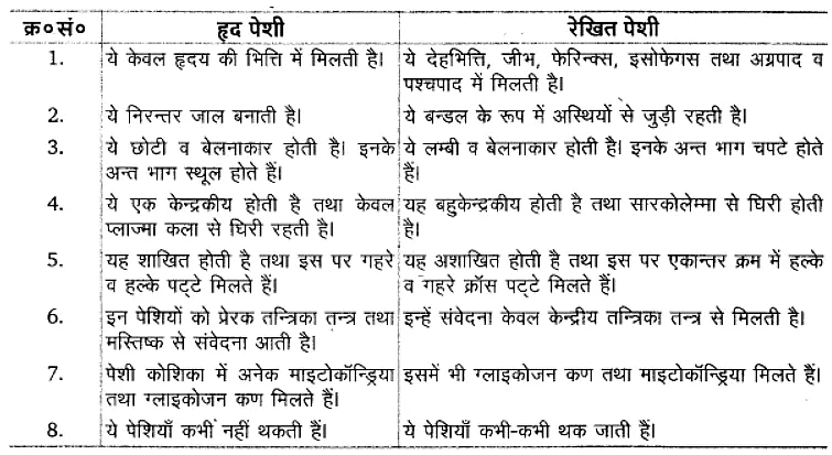 प्राणियों में संरचनात्मक संगठन (Structural Organisation in Animals) NCERT Solutions | NCERT Textbooks in Hindi (Class 6 to Class 12) - CTET & State TET