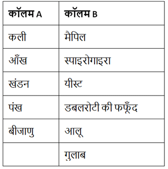 पादप में जनन (Reproduction in Plants) NCERT Solutions | NCERT Textbooks in Hindi (Class 6 to Class 12) - CTET & State TET