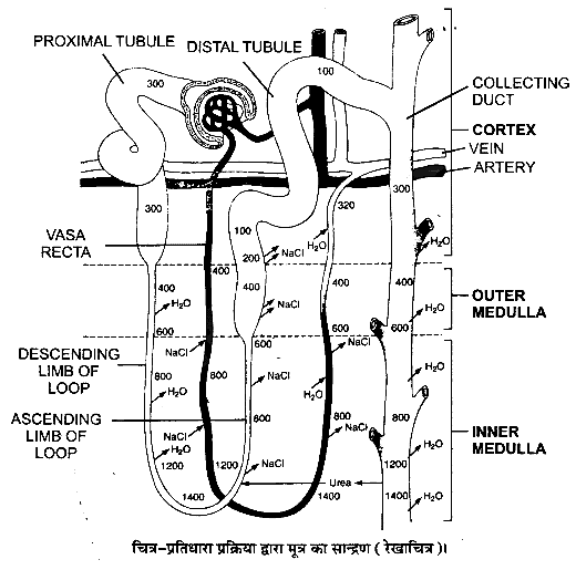 उत्सर्जी उत्पाद एवं उनका निष्कासन (Excretory Products & their Elimination) NCERT Solutions | NCERT Textbooks in Hindi (Class 6 to Class 12) - CTET & State TET