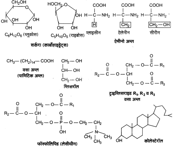 - जैव अणु (Biomolecules) NCERT Solutions | NCERT Textbooks in Hindi (Class 6 to Class 12) - CTET & State TET